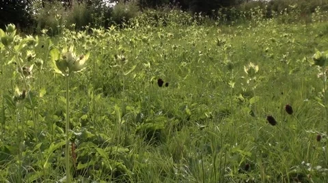 Cabbage thistle ( Cirsium oleraceum ) Stock Footage 53425670