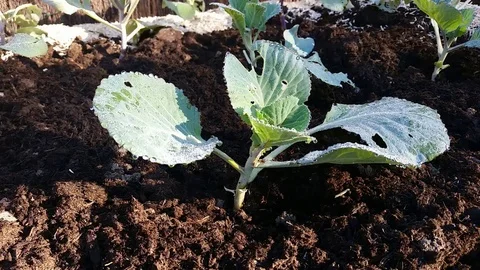 Cabbage Timelapse Video stock 69861798