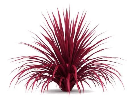 Cabbage tree bush isolated on white background Stock Illustration
