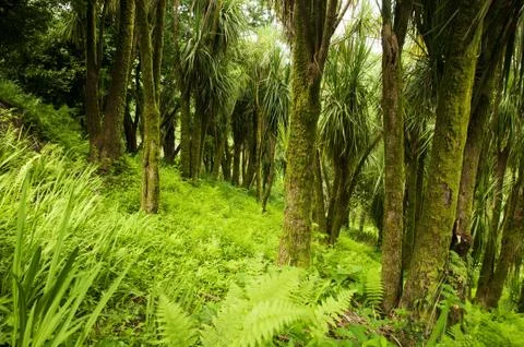 Cabbage Tree (Cordyline) Foto stock