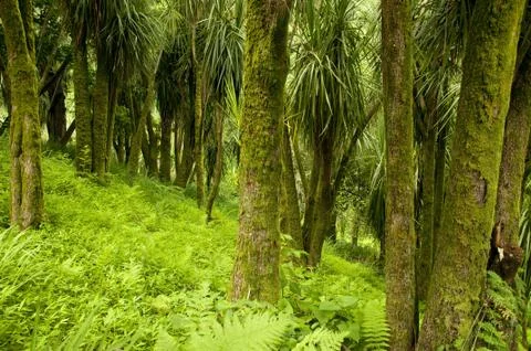 Cabbage Tree (Cordyline) Foto stock