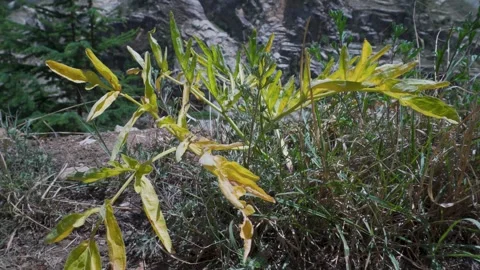Cabbage Tree (Cussonia arborea) in Upper Himalayan Region, Uttarakhand, India Stock Footage 310173300