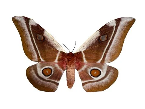 Cabbage tree emperor moth Bunaea ascia with intricate patterns and vibrant .. Stock Photos