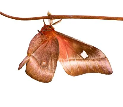 Cabbage tree emperor moth is isolated on white background Stock Photos