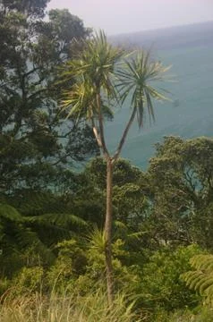 Cabbage Tree Stock Photos