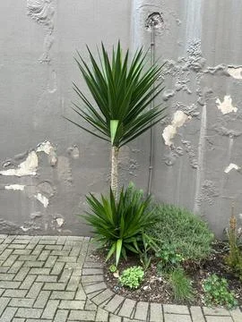 Cabbage Tree Stockfoto's