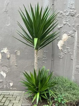 Cabbage Tree Stock Photos