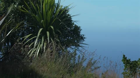 Cabbage tree swaying in the wind on a bright sunny day overlooking the blue Stock-Footage 347994503