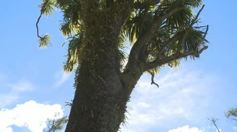Cabbage tree tilt up Stock Footage 10849056