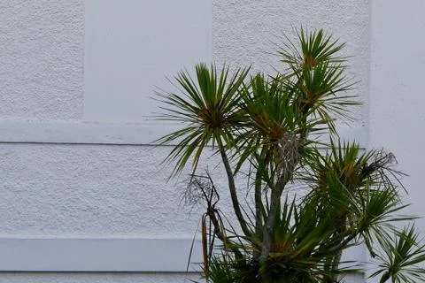 Cabbage trees contrasted on a white wall Stock Photos