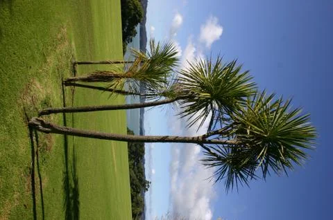 Cabbage Trees Stock Photos