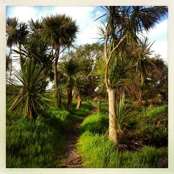 Cabbage trees Stock Photos
