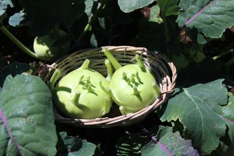 Cabbage turnip in the garden Stock Photos