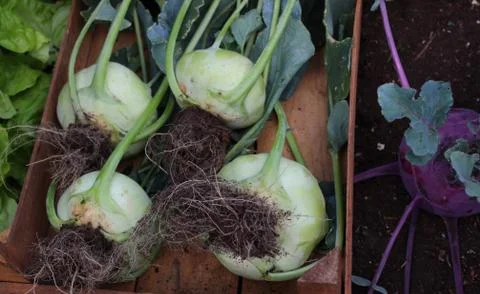Cabbage turnip in the garden Stock Photos