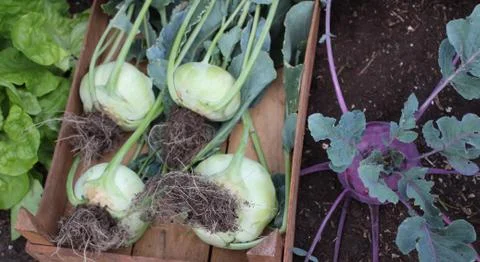Cabbage turnip in the garden Stock Photos
