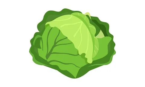 Cabbage Vector Design And Illustration. Stock Illustration