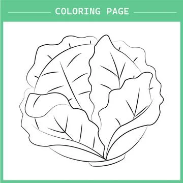 Cabbage vector Stock Illustration