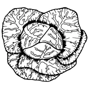 Cabbage. Vector illustration of fresh cabbage. Hand drawn cabbage. Organic fr Stock Illustration