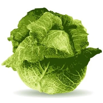 Cabbage vector illustration Stock Illustration