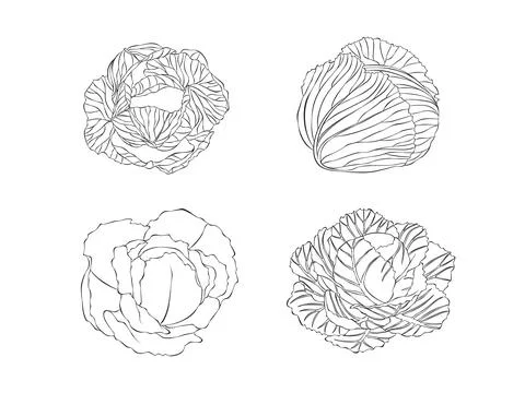 Cabbage. Vector illustration. Isolated object on white background. Stock Illustration