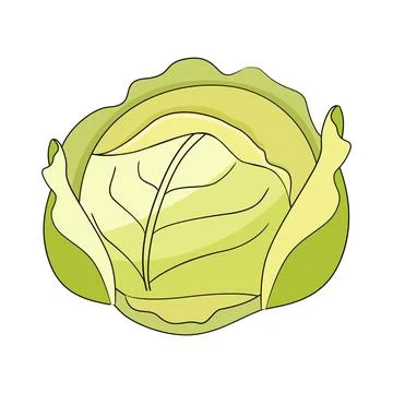 Cabbage vector illustration isolated on white background. Ilustración de archivo