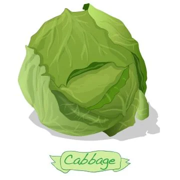 Cabbage vector isolated Ilustración de archivo