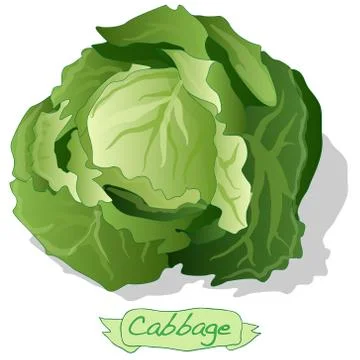 Cabbage vector isolated Stock Illustration