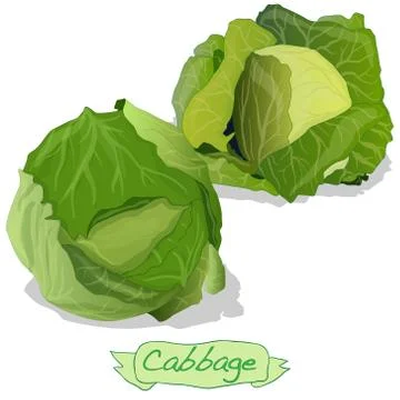 Cabbage vector isolated Illustrazione stock