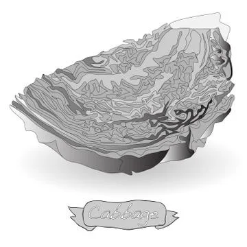 Cabbage vector isolated Ilustración de archivo