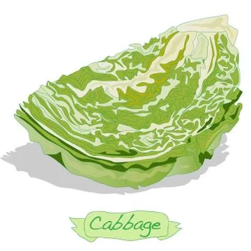 Cabbage vector isolated Ilustración de archivo