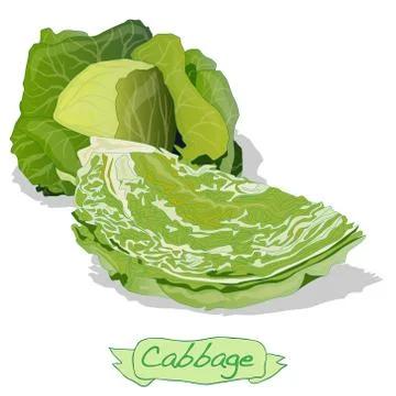 Cabbage vector isolated Ilustración de archivo