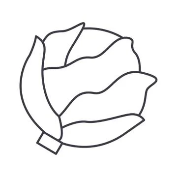 Cabbage vector line icon, sign, illustration on background, editable strokes Stock Illustration