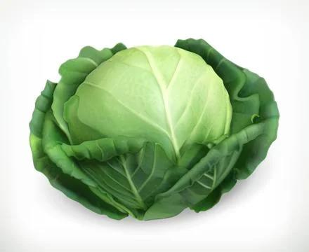 Cabbage, vector object Illustrazione stock
