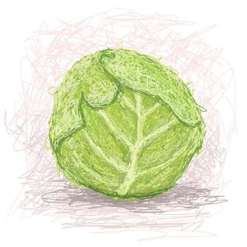 Cabbage vegestable Stock Illustration