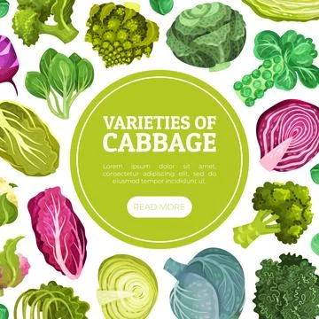 Cabbage Vegetable Banner Design with Crop Vector Template Stock Illustration