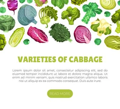 Cabbage Vegetable Banner Design with Crop Vector Template Ilustración de archivo