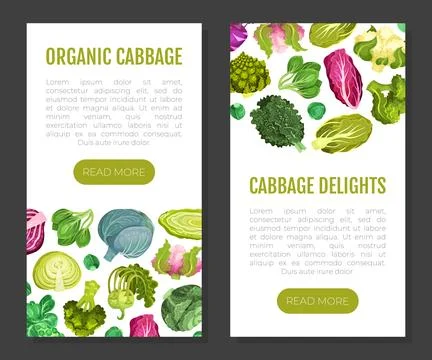 Cabbage Vegetable Banner Design with Crop Vector Template Stock Illustration