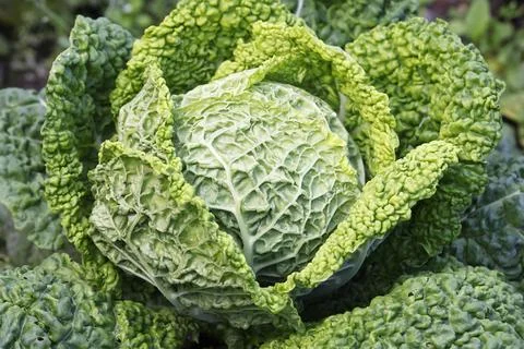 Cabbage vegetable cabbage Brassica oleracea var sabauda Savoy cabbage Stock Photos