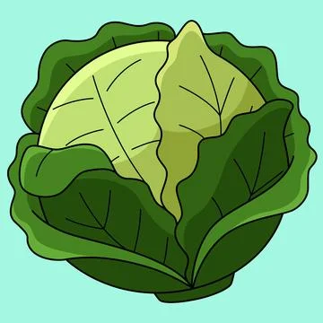 Cabbage Vegetable Colored Cartoon Illustration Stock Illustration