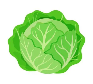 Cabbage vegetable for cooking meals. A bright element isolated on white for Stock Illustration