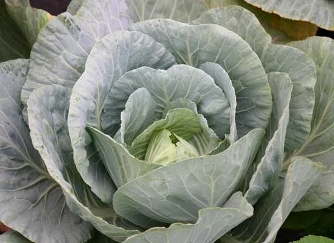 Cabbage vegetable in field background Stock Photos