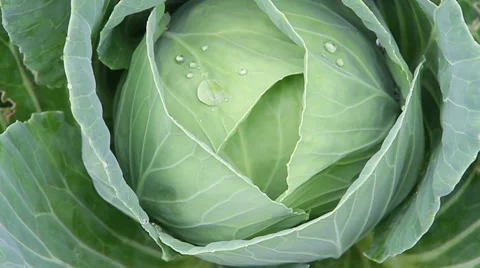 Cabbage Vegetable 库存影片 39565626