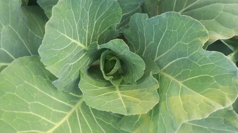 Cabbage vegetable. Stock Footage 234900879
