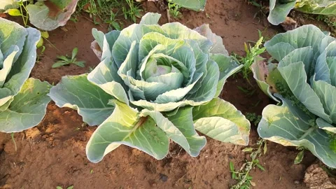 Cabbage vegetable in garden. Stock Footage 171579495