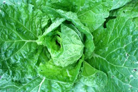 Cabbage in the vegetable garden. Stock Photos