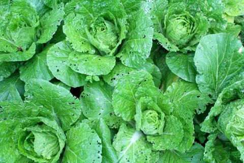 Cabbage in the vegetable garden. Stock Photos
