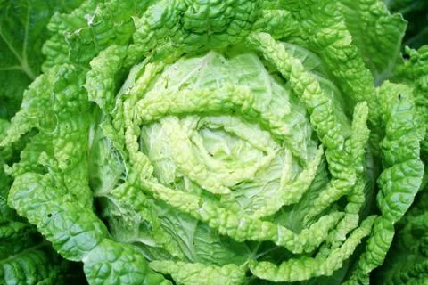 Cabbage in the vegetable garden. Stock Photos