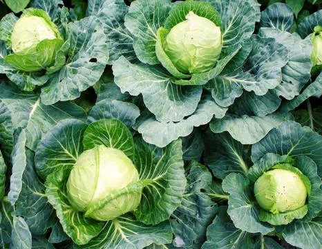 Cabbage in the vegetable garden. Stock Photos