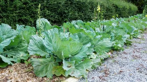 Cabbage in the vegetable garden. Stock Photos