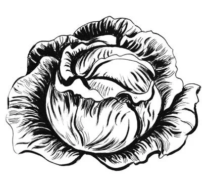 Cabbage vegetable Illustrazione stock